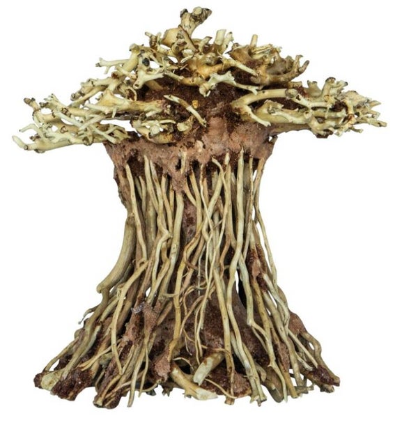 Superfish Bonsai mushroom