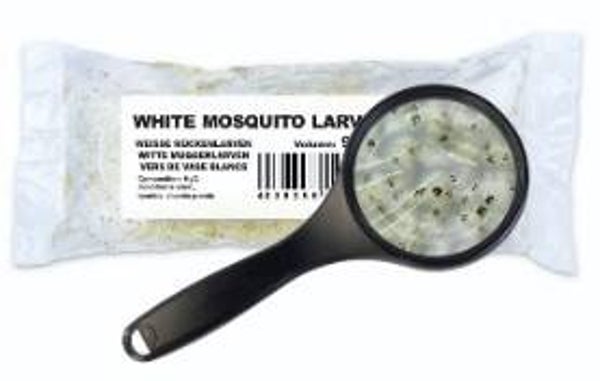 Ichthyo Trophic Witte muggenlarven