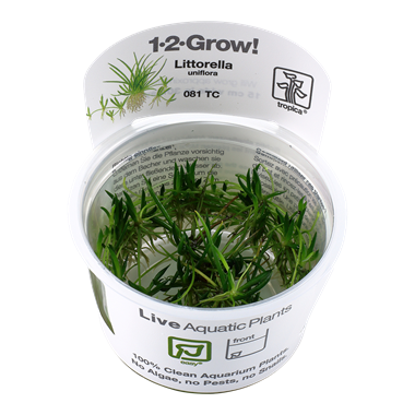 1-2-Grow! - In Vitro planten - Littorella Uniflora