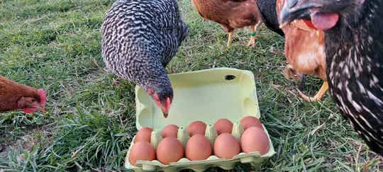 Eier 10 Stück ab 53g