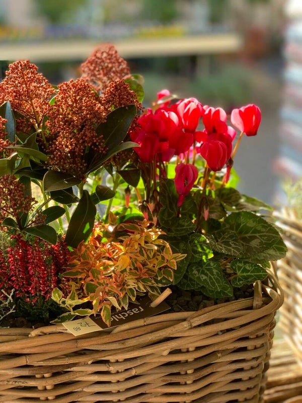 4x Saisonale Bepflanzung im Korb