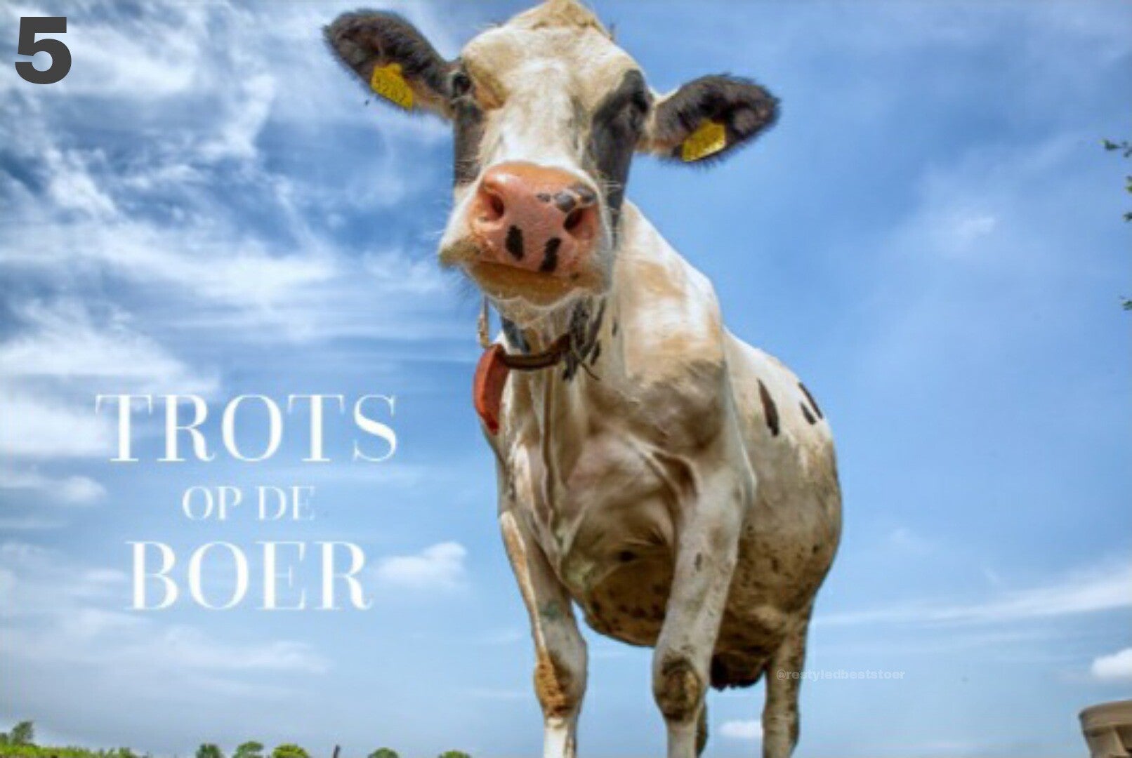 Tuinposter Hollandse koe 5 - Trots op de boer