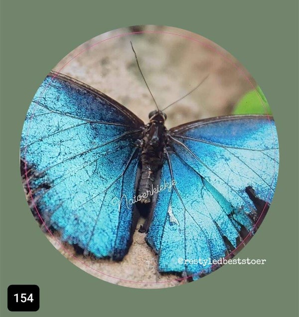 Muurcirkel Vlinder Blauw 154