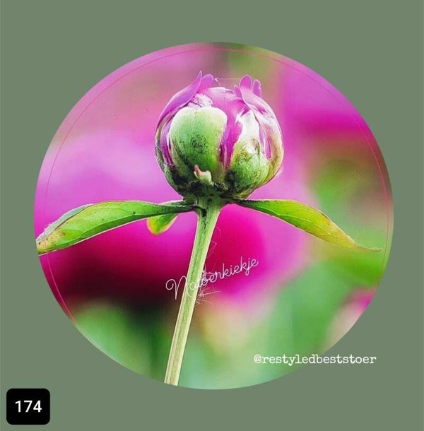 Muurcirkel Bloemknop Rose 163