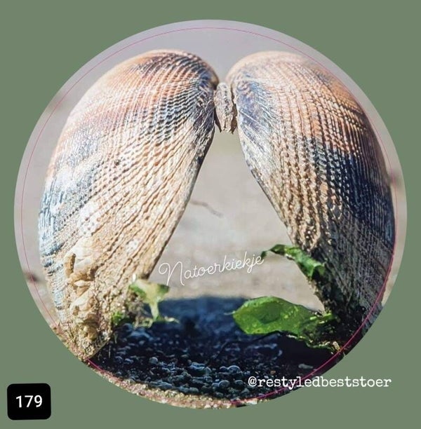 Muurcirkel Schelp Hart 179