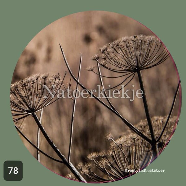 Muurcirkel Berenklauw 78