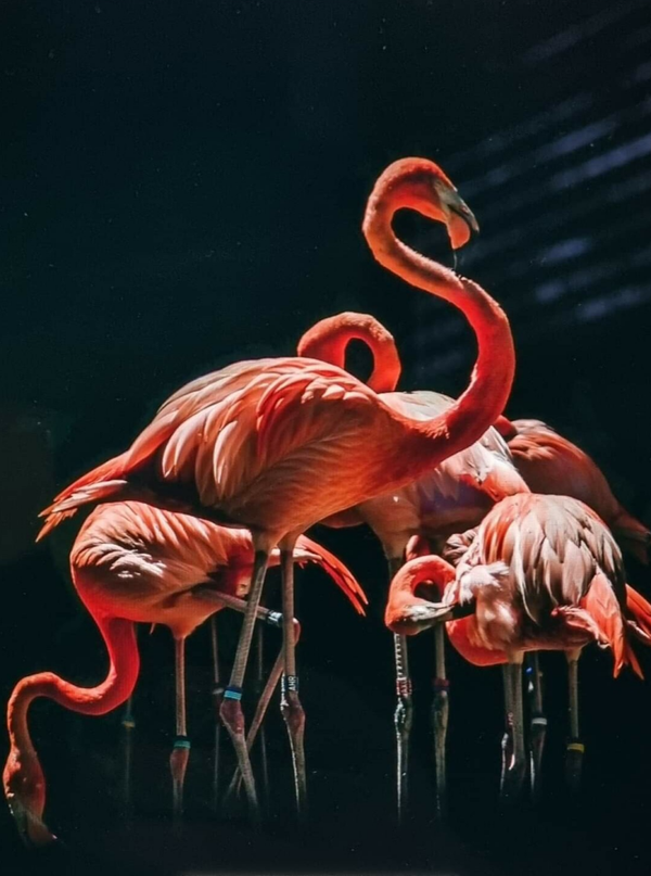 Wanddoek Flamingo 140