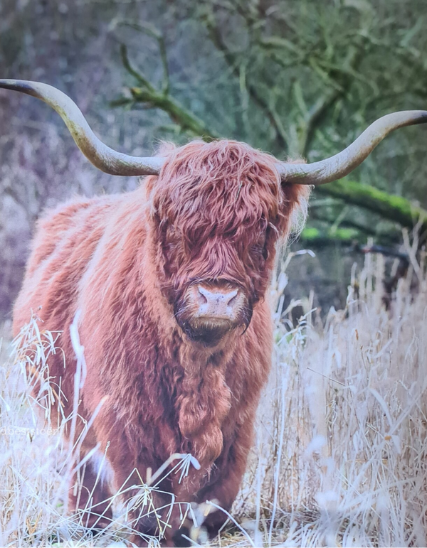 Wanddoek Schotsehooglander bruin 26