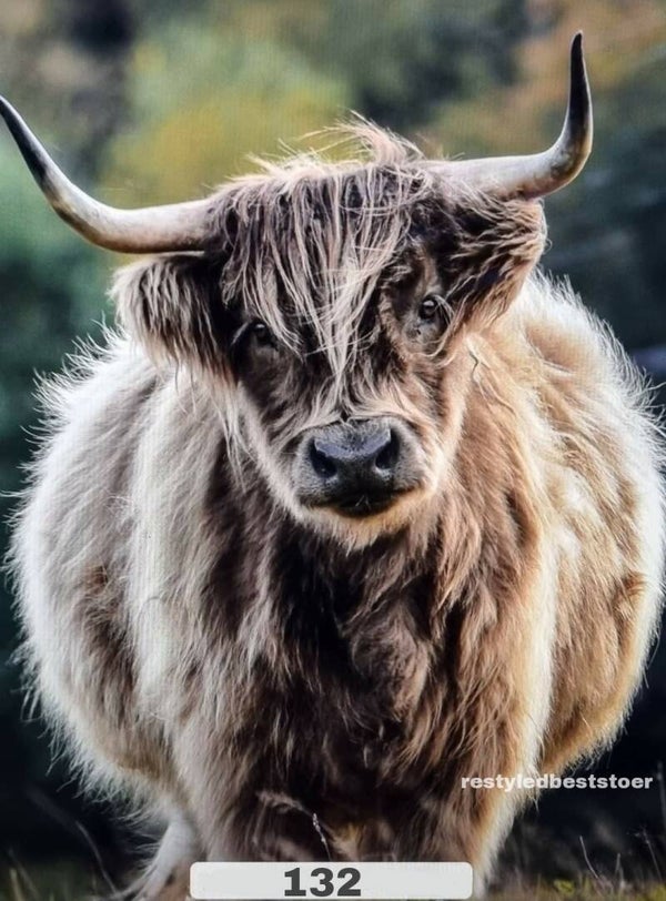 Wanddoek Schotsehooglander 132