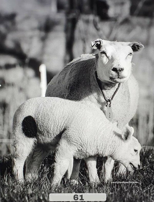 Wanddoek Schapen zwart-wit 61