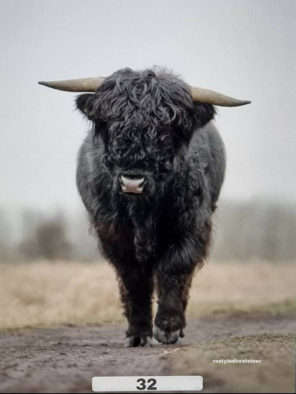 Wanddoek Schotsehooglander jong 32