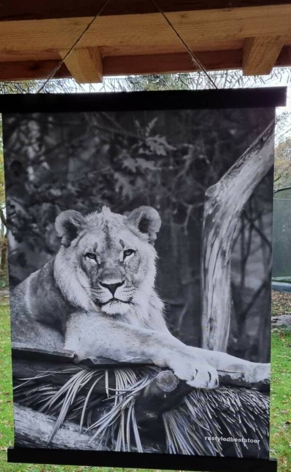 Wanddoek Berberleeuw zwart-wit