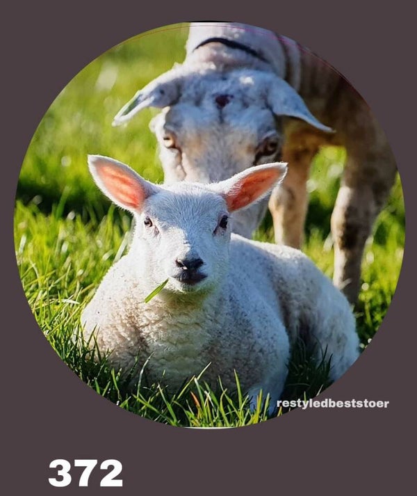 Muurcirkel Schaap liggend 372