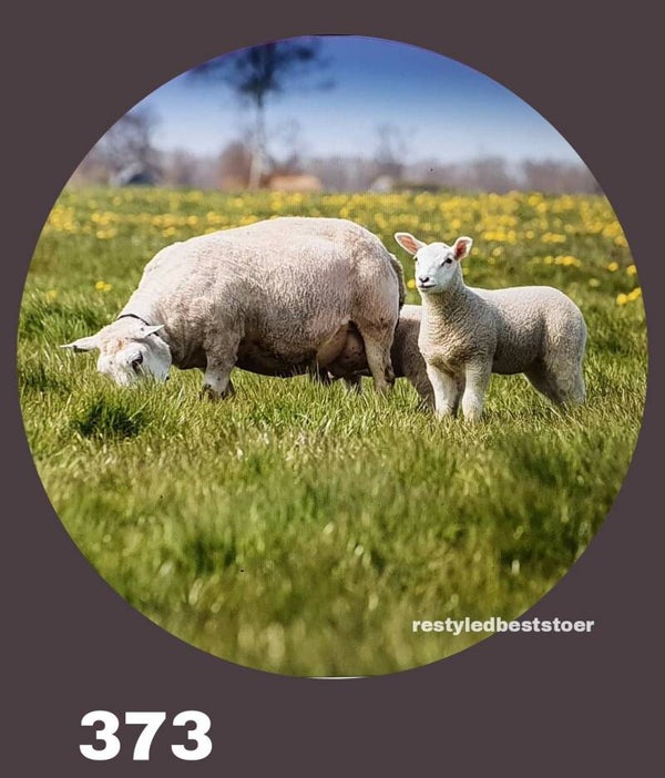 Muurcirkel Schapen 373