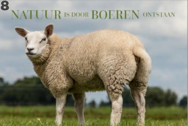 Tuinposter Hollands schaap 8 - De natuur