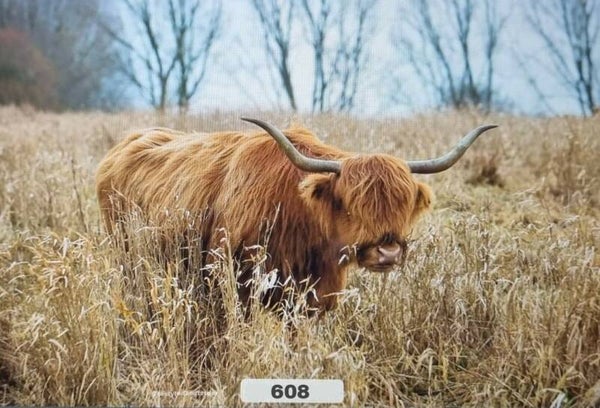 Spatscherm Hooglander in het gras 608