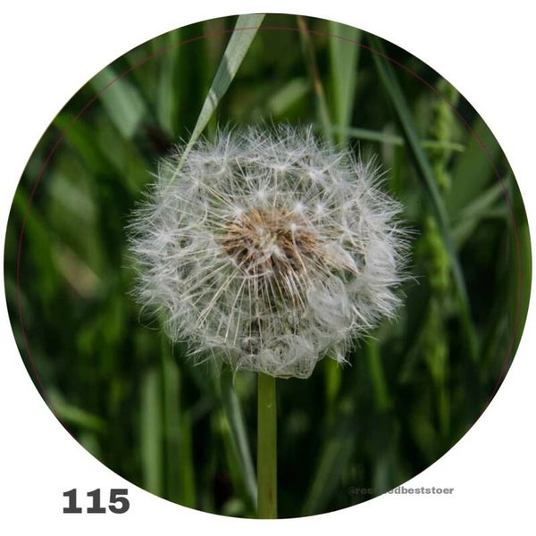 Blaasbloem kleur 115