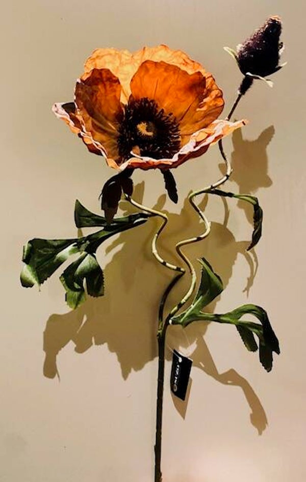 Papaver bruin
