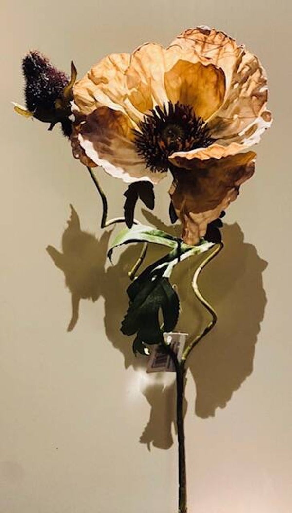 Papaver Cappucino