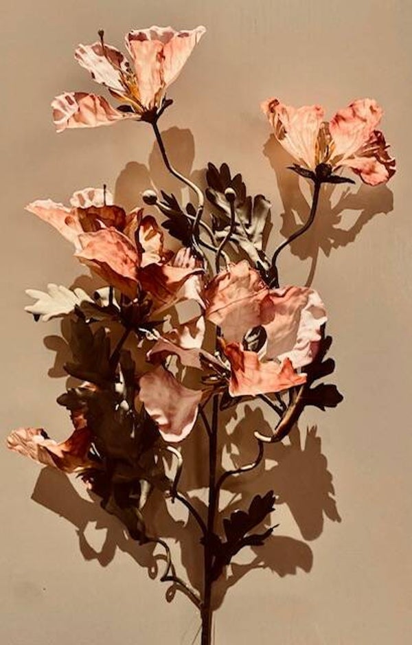 Papaver purple