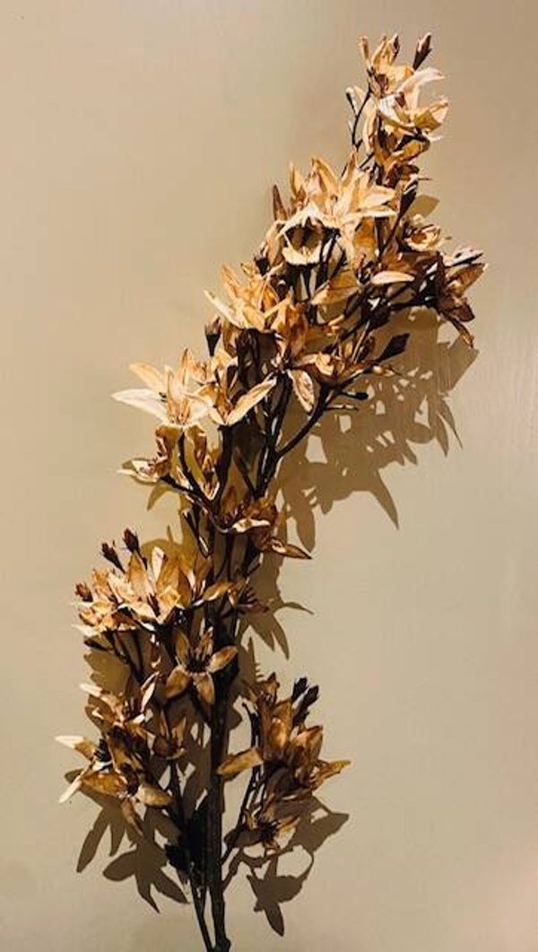 Magnolia cappucino
