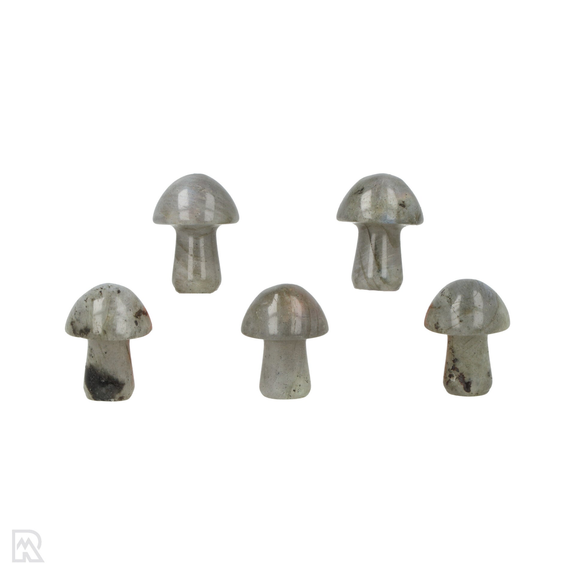 Labradoriet paddenstoel