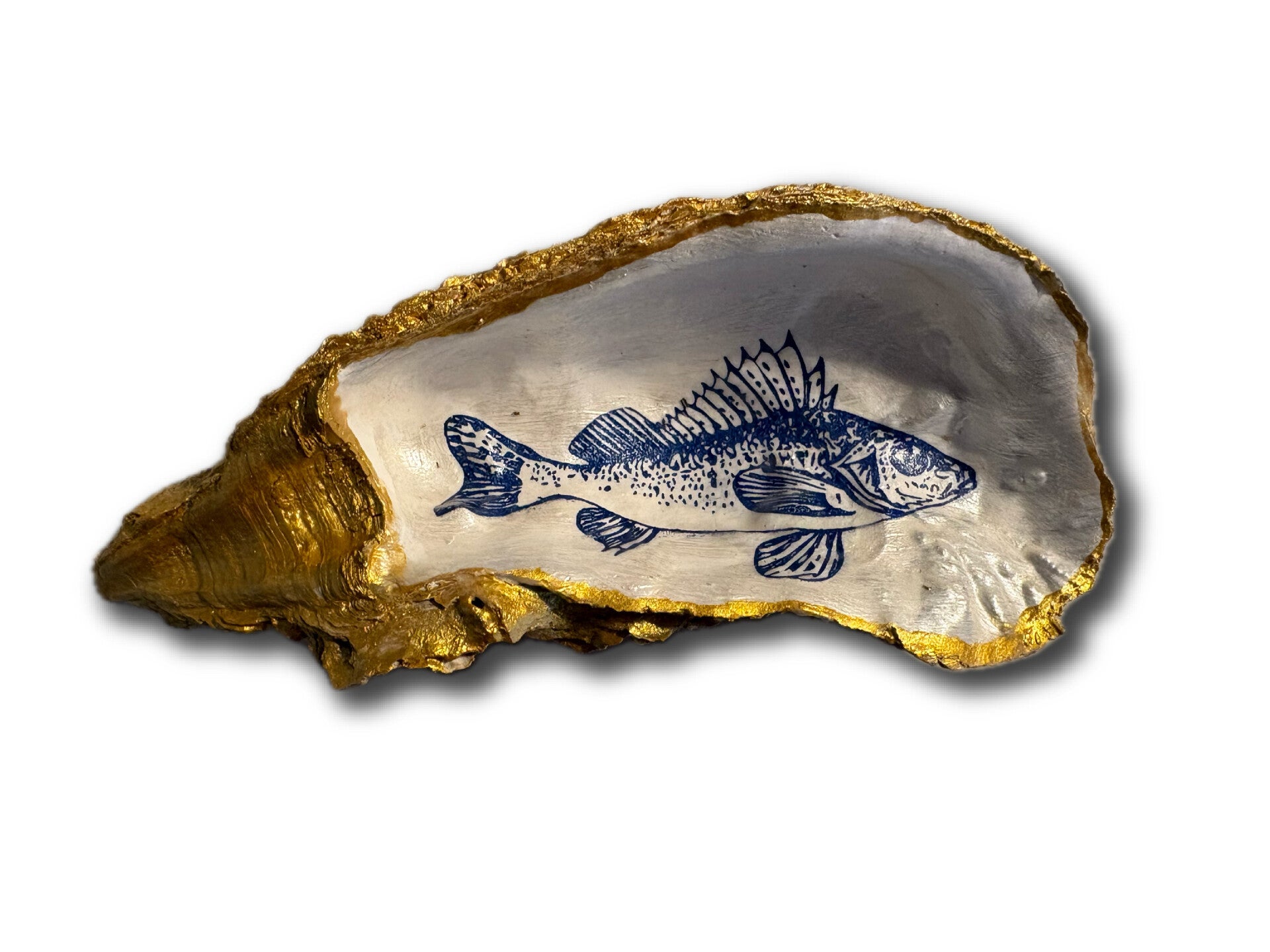 XXL Oesterschelp No. 1135