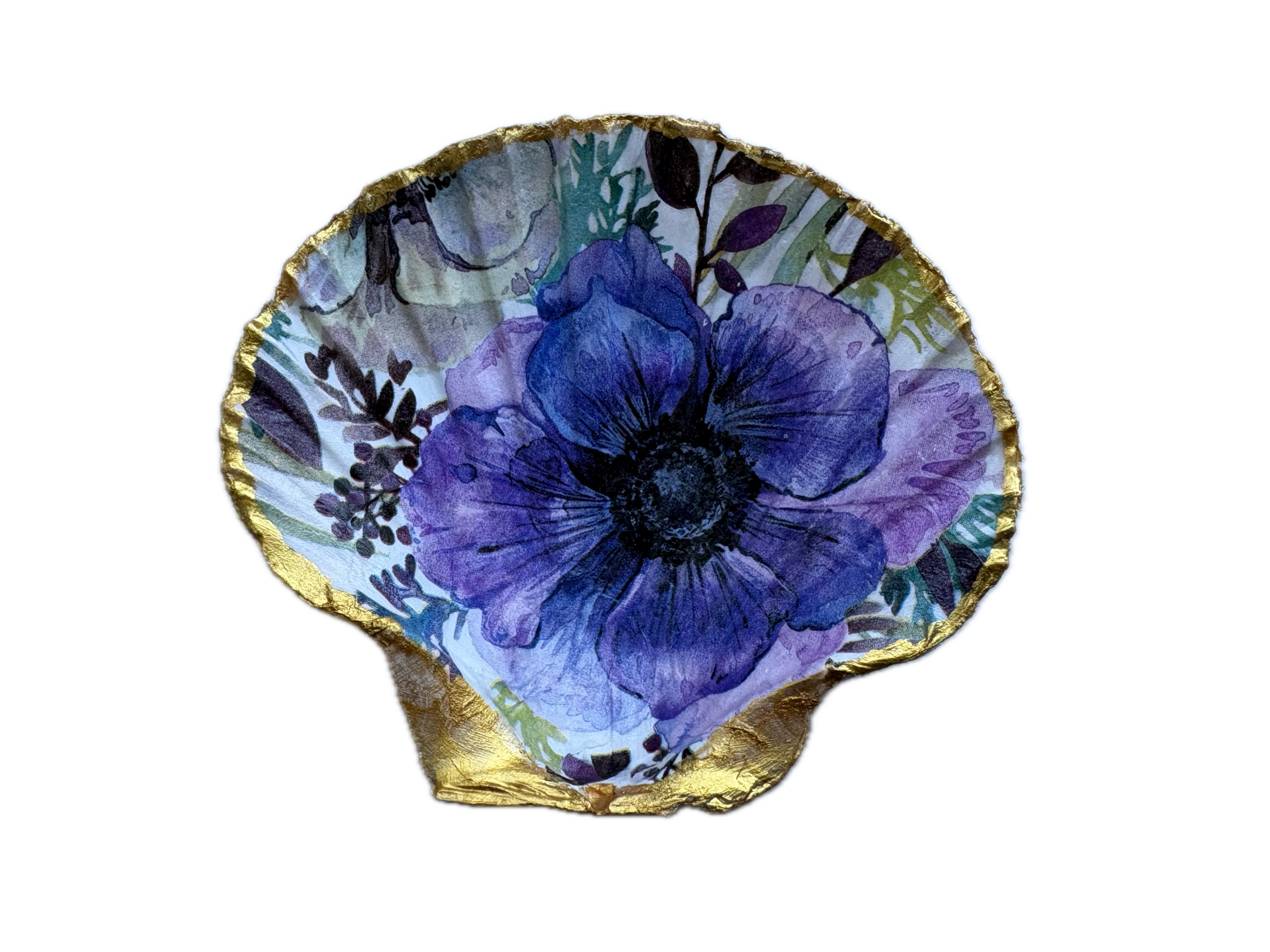 St. Jacobsschelp No. 9955