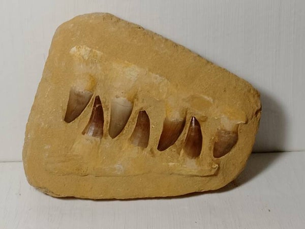 Composite Mosasaur Jaw Fossil.