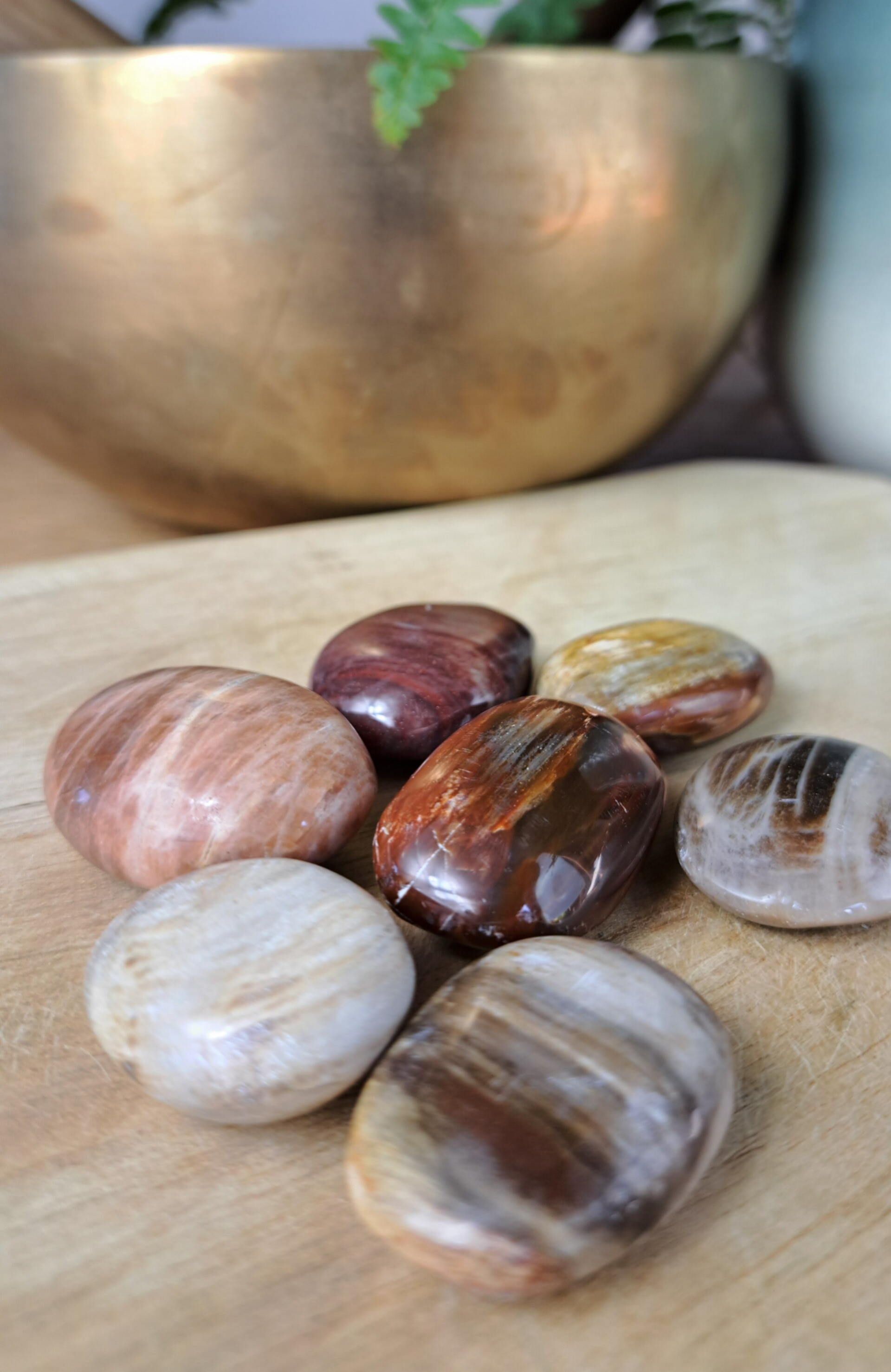 Versteend Hout zaksteen 25-35mm