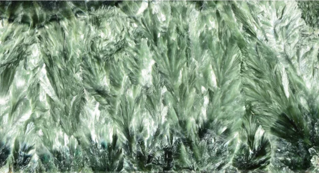 Ruwe serafiniet met zilverachtige veerstructuren