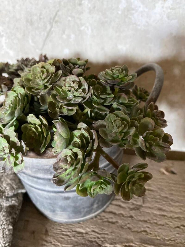 Kunst vetplantje Echeveria