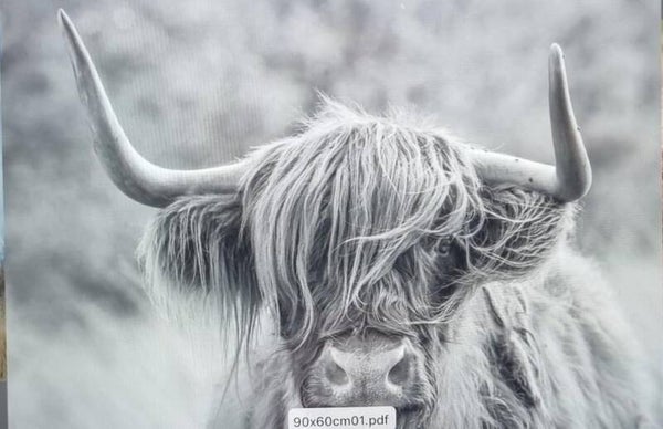 Schotse hooglander zwart wit