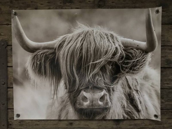 Tuinposter Schotse hooglander, Sepia Nr 69