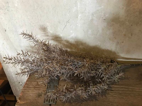 juniperis siber brons