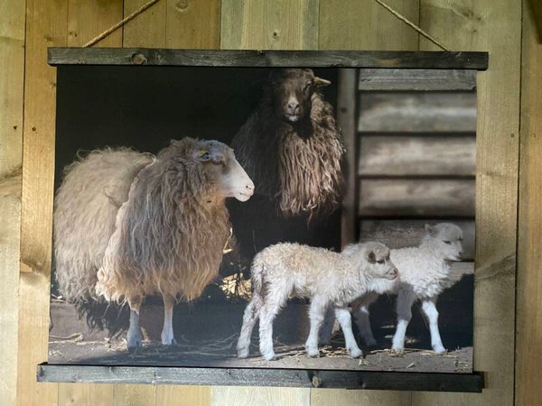 Wanddoek schapen