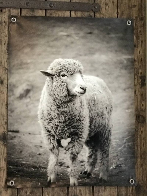 Tuinposter schaap nr 151