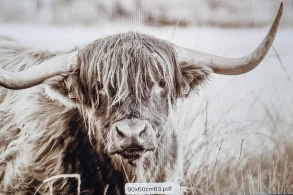 Sepia schotse hooglander nr 2