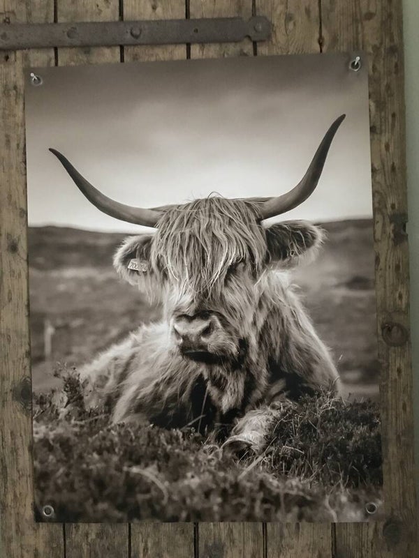 Tuinposter hooglander sepia nr 200