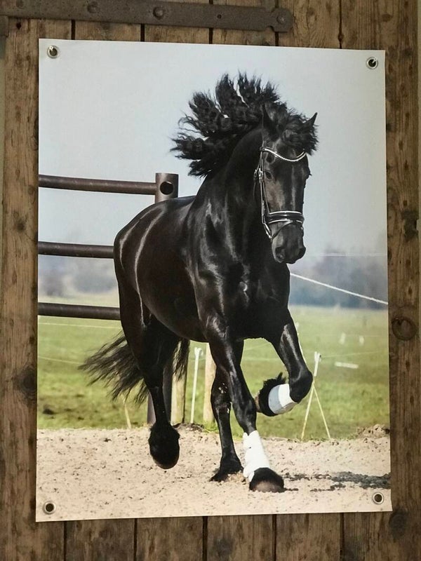 Tuinposter Fries paard