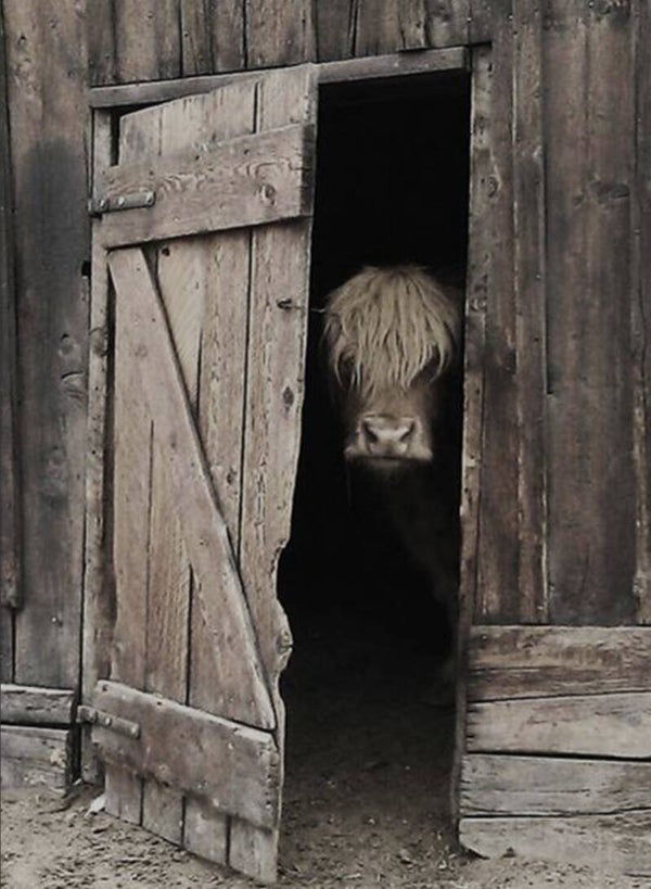 Glurende schotse hooglander