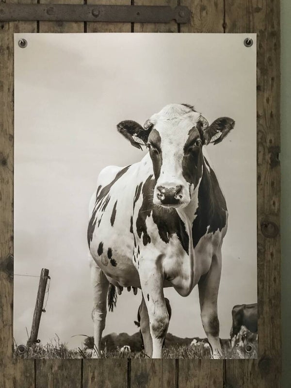 Tuinposter koe nr 199