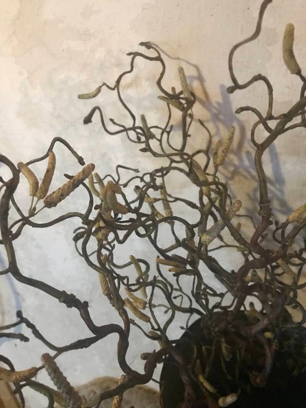 Kronkel tak van de hazelaar