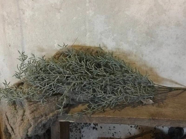 juniperis siber grey hanger