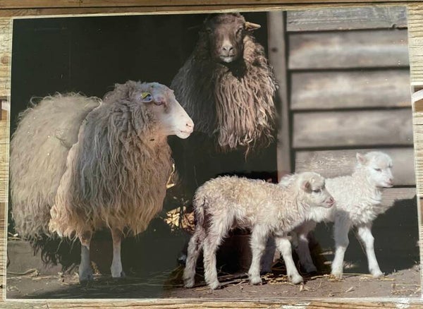 Placemat schapen