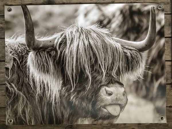Tuinposter Schotse hooglander steekt de tong uit. (Nr 70)