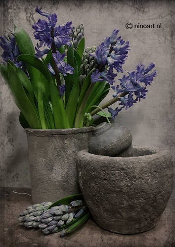 Houten bordje, hyacint