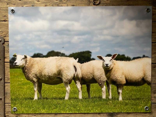 Tuinposter Schapen nr82