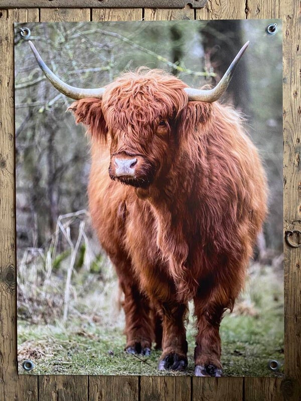 Tuinposter hooglander nr 28