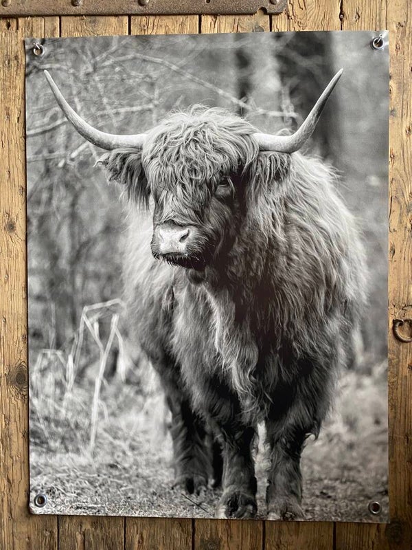Tuinposter hooglander nr 38